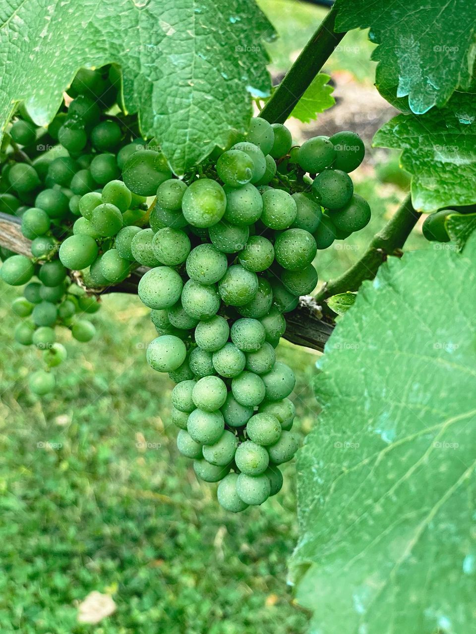 Green cluster of grapes at vineyard 