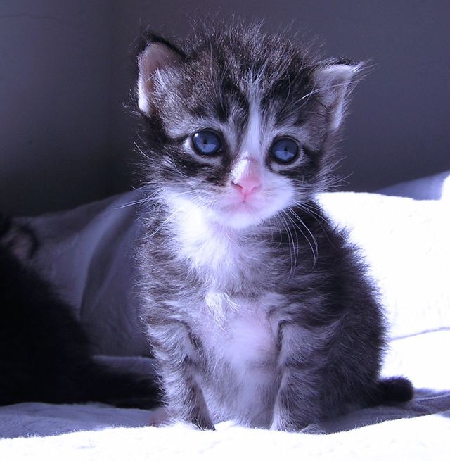 Baby. Tabby shelter kitten 