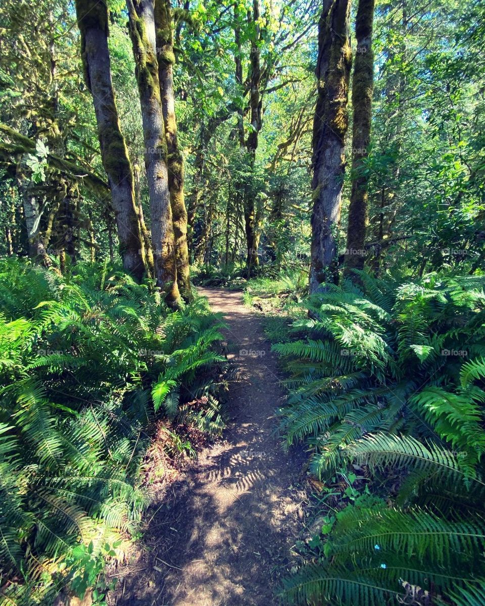 Trail through the woods