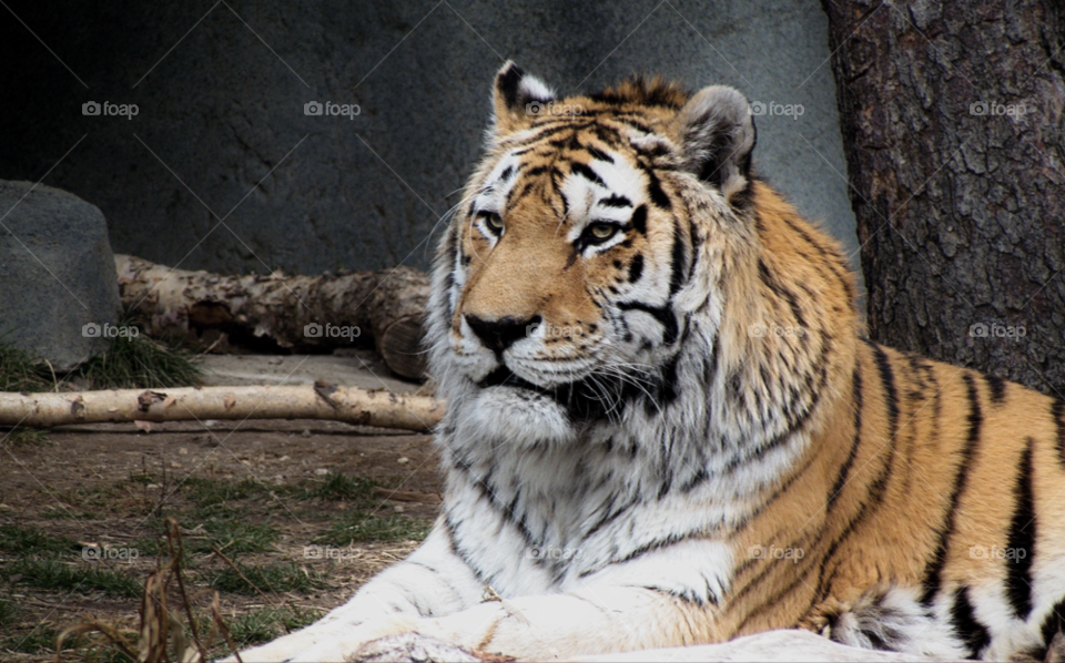 animal tiger looking big cat by landon