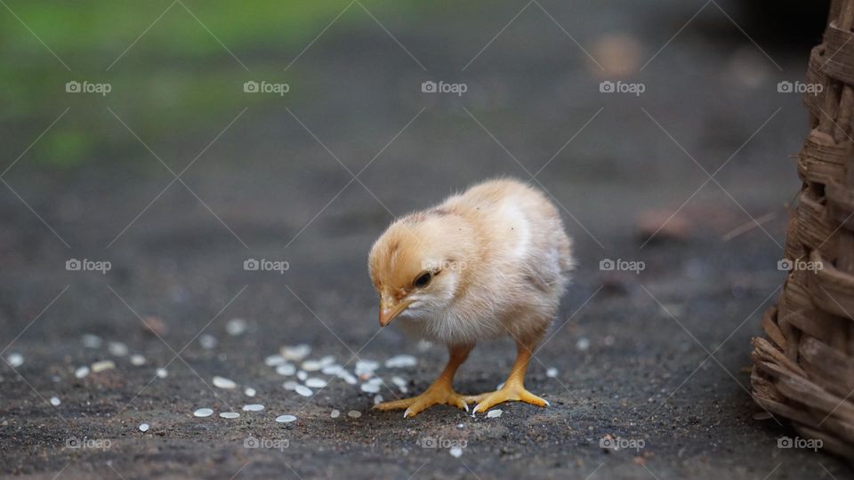 Small chicks