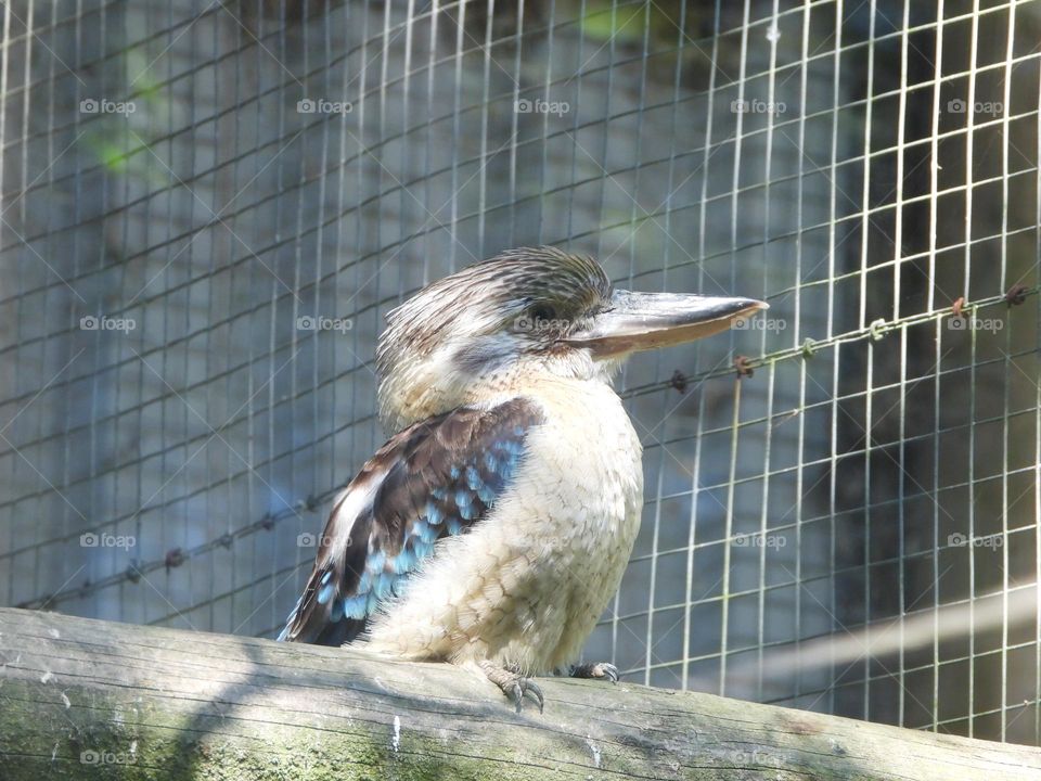 A close up of a bird