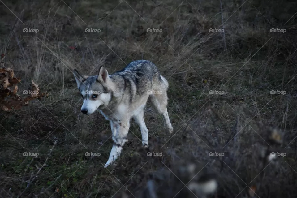 wildlife photography