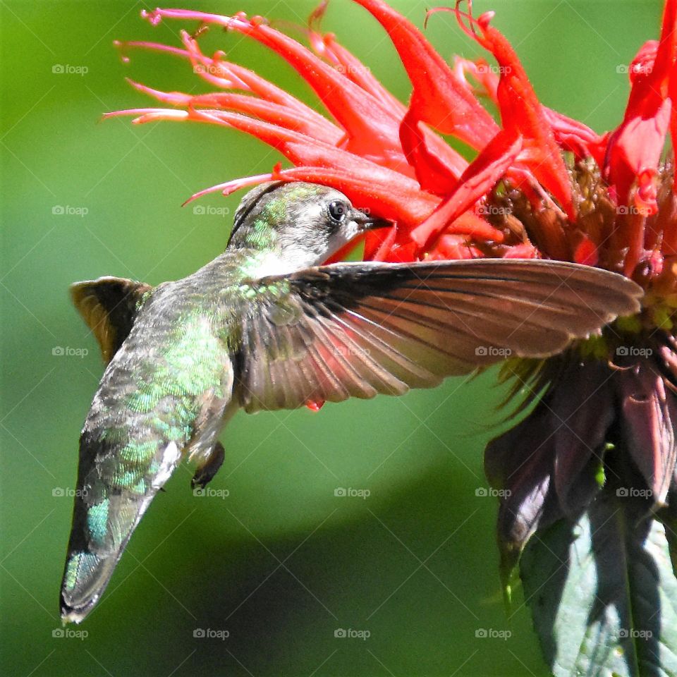 Hummingbird sipping nectar from a red bee balm