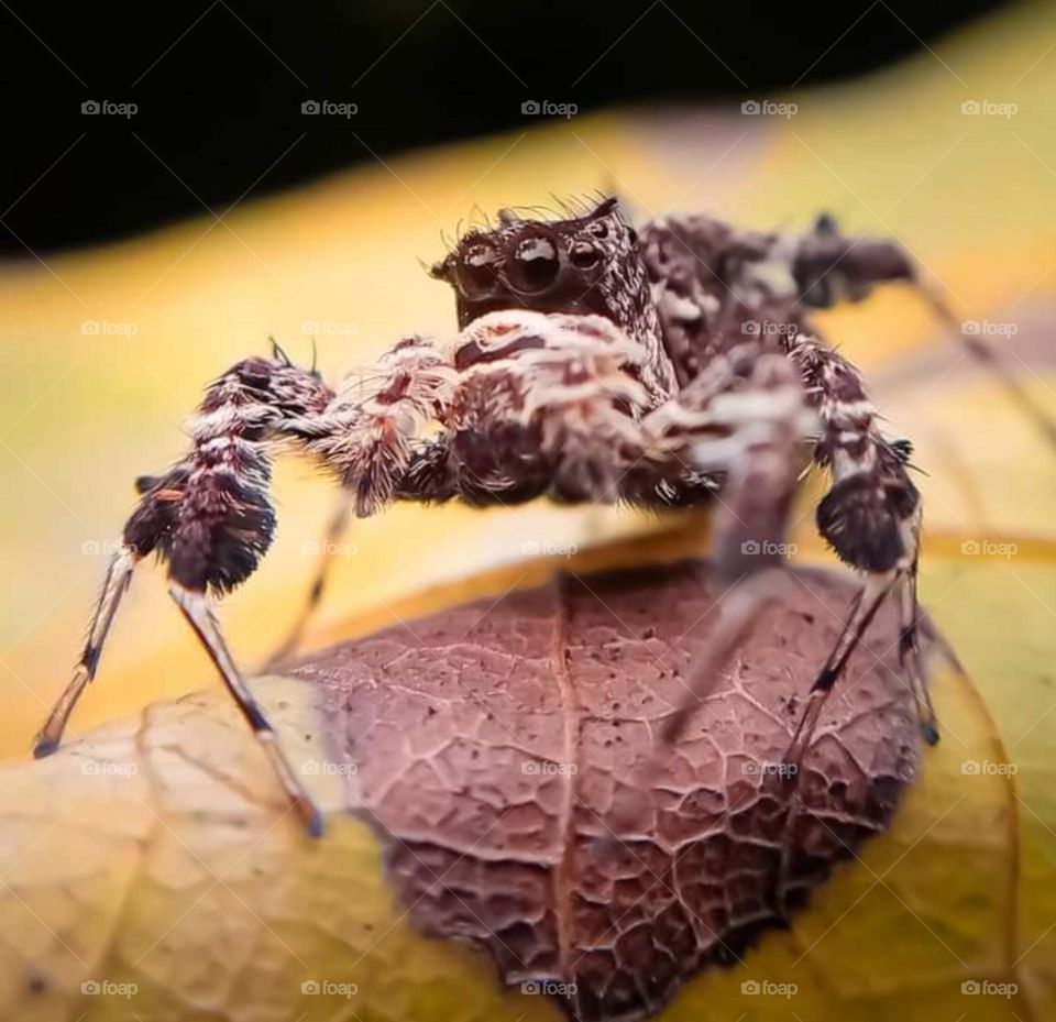 closeup of a spider Man 🔍🕷😅