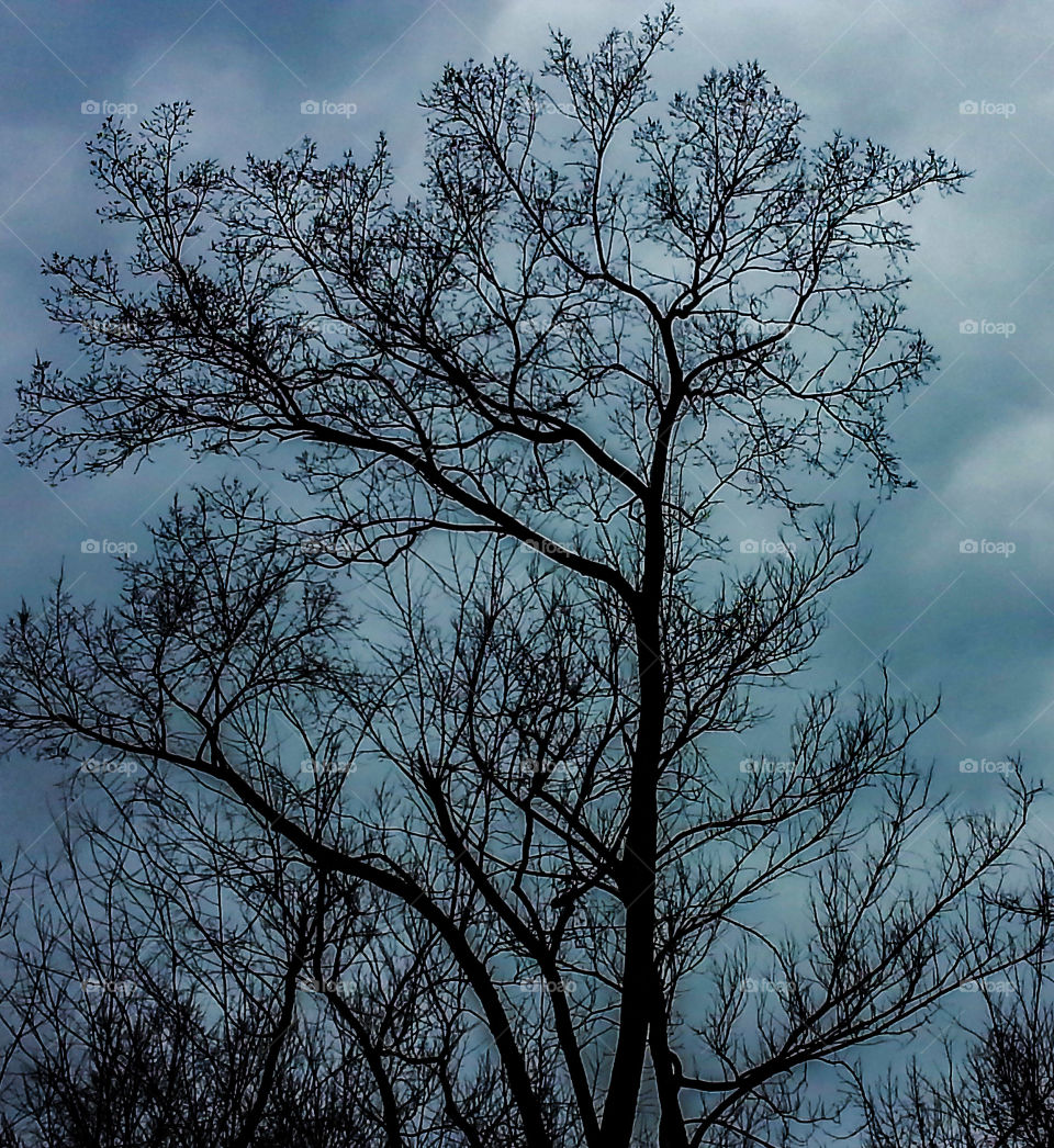 Dead Tree and Deep Blue Sky
