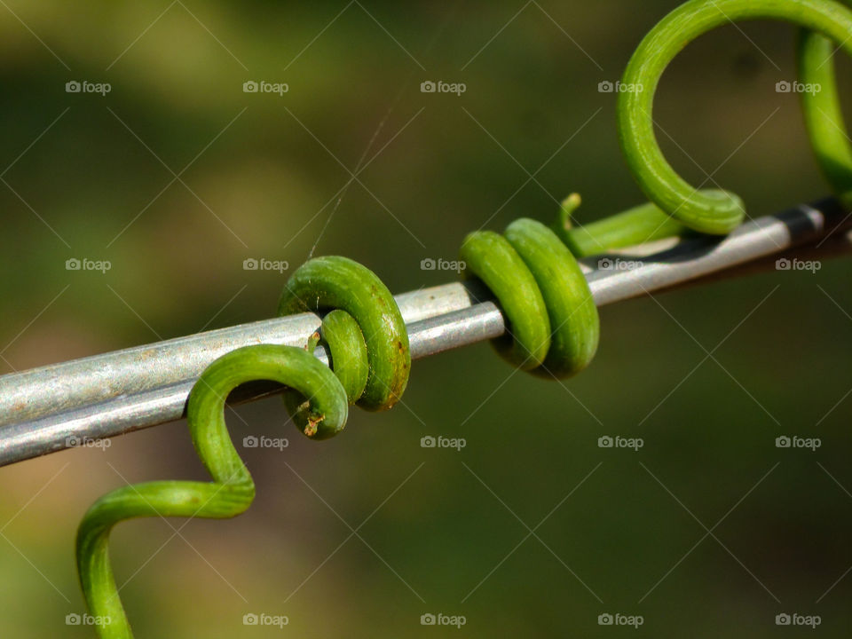 vine plant attached to metal wire