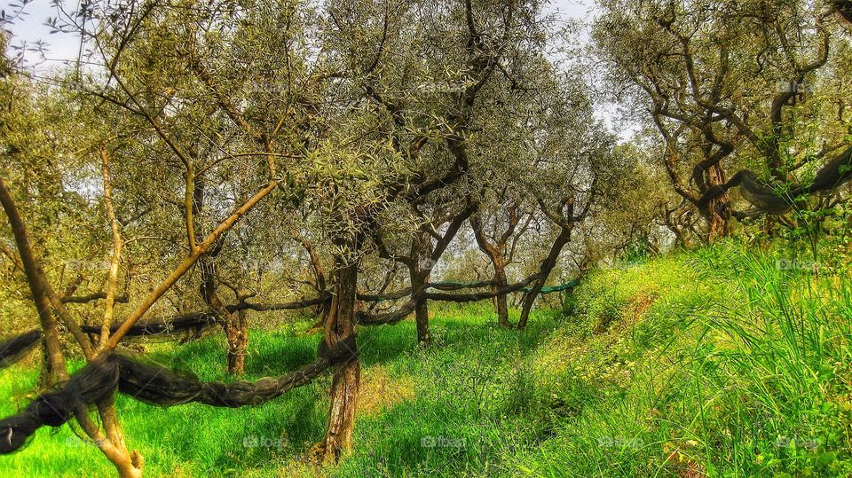 Italy olive trees