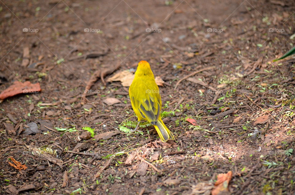 yellow bird