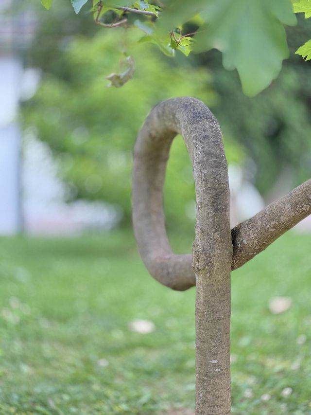 twisted wood