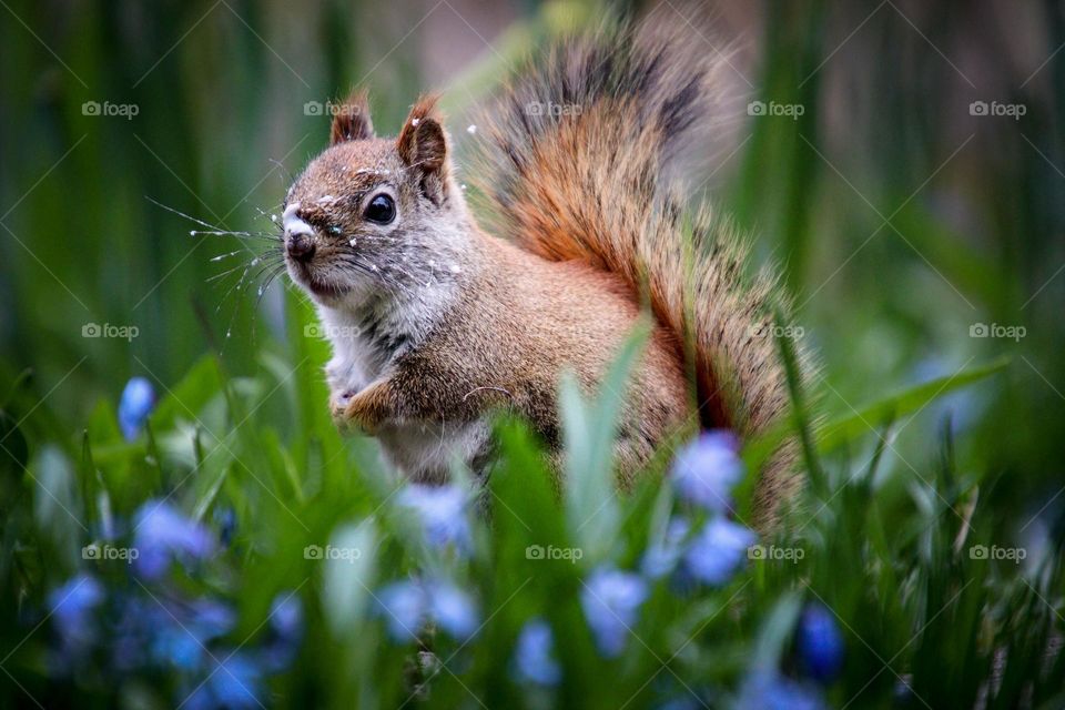 Curious red squirrel