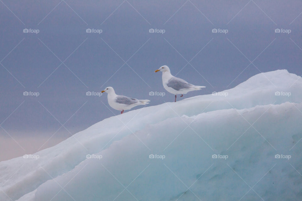 Seagull on iceberg 