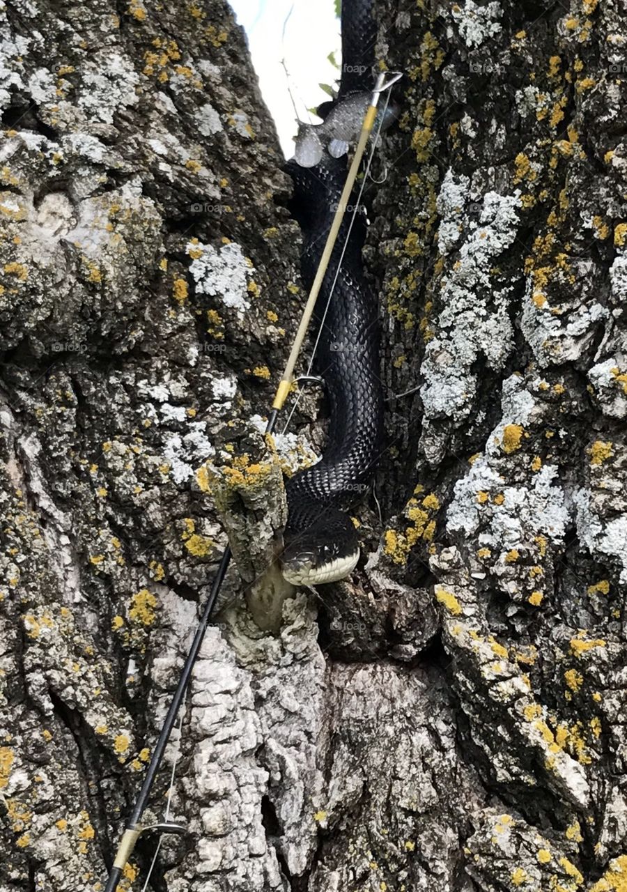 Black Snake in a Tree Next to a Fishing Rod