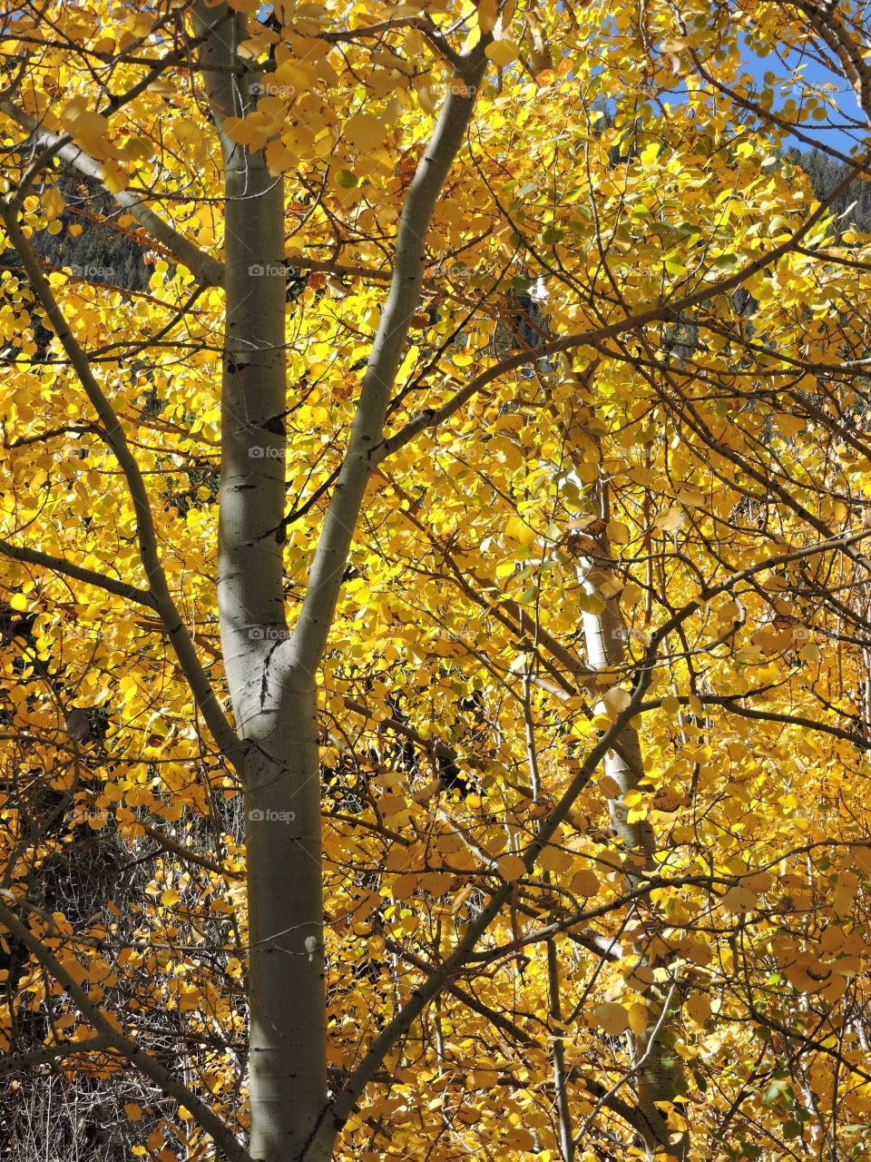 Foilage in Colorado this falls