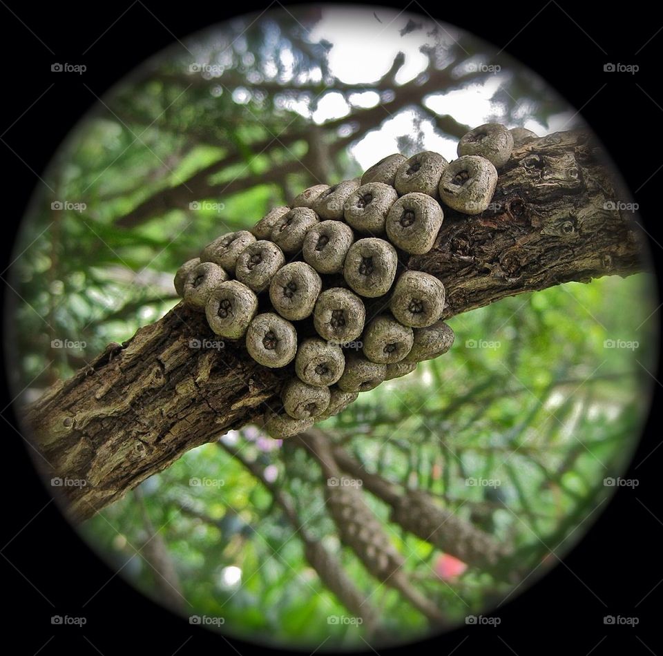 Cheerios Growing on Tree