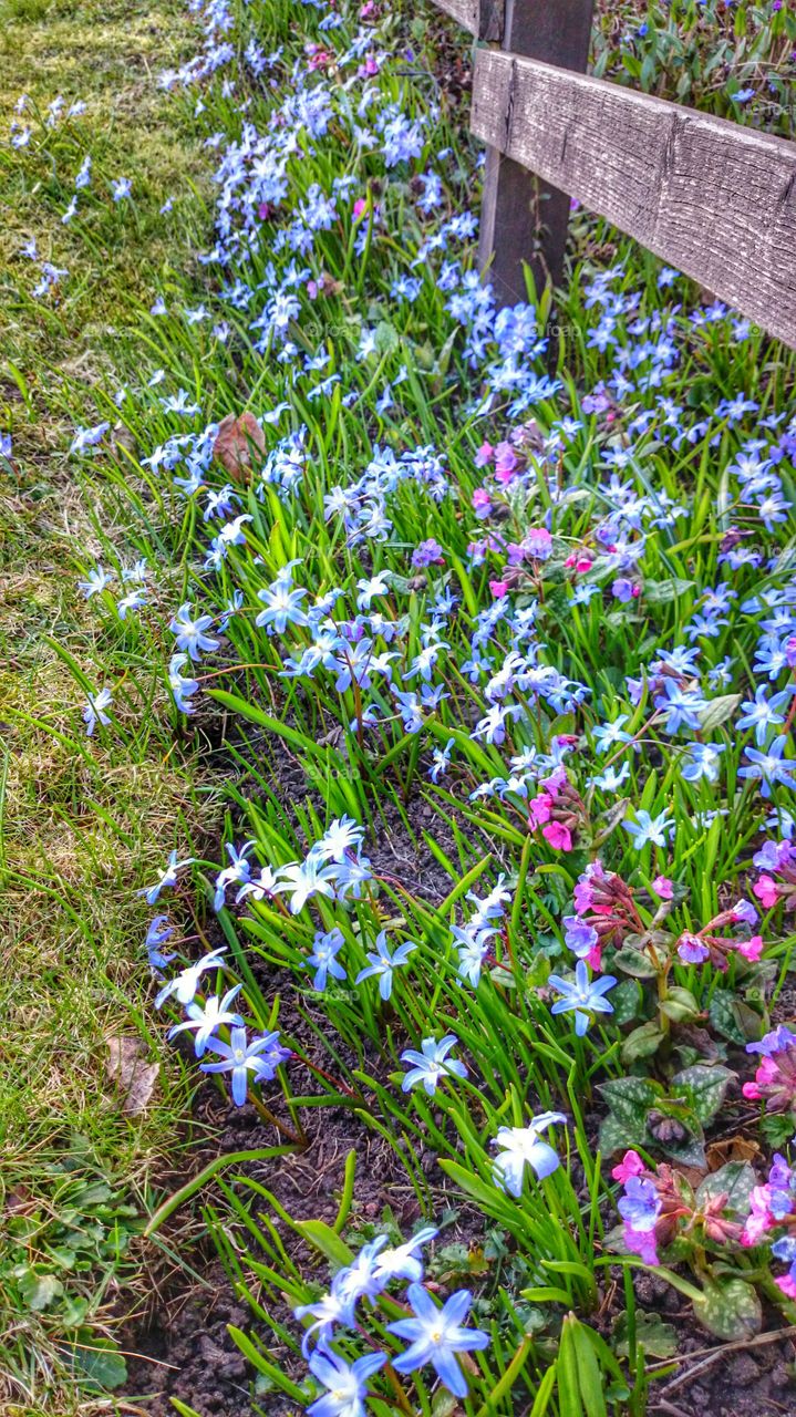 Growing flower in the field