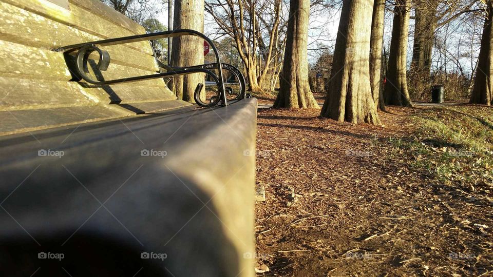 Road, Tree, Guidance, Wood, Park