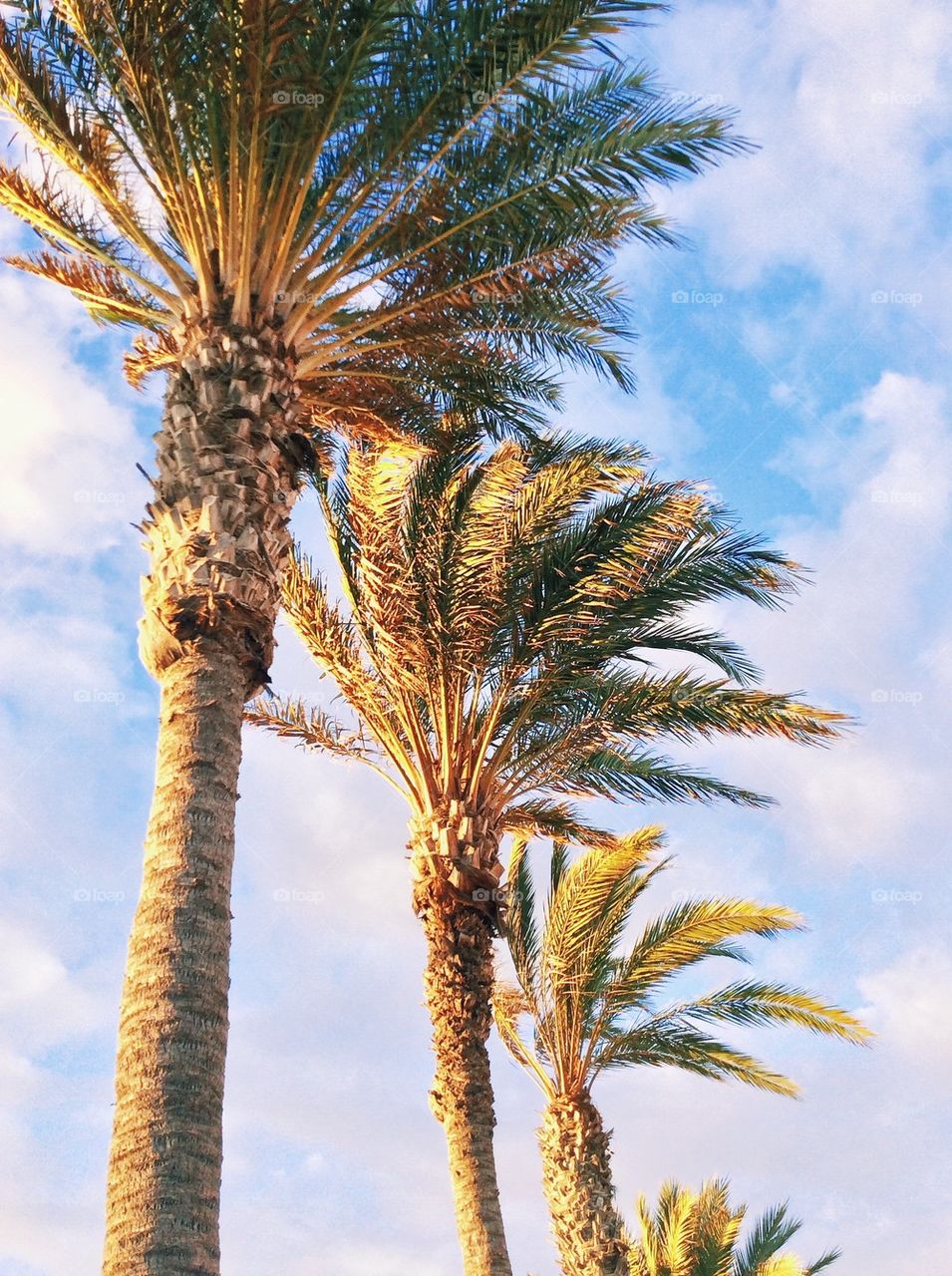 Palms in the sunset light