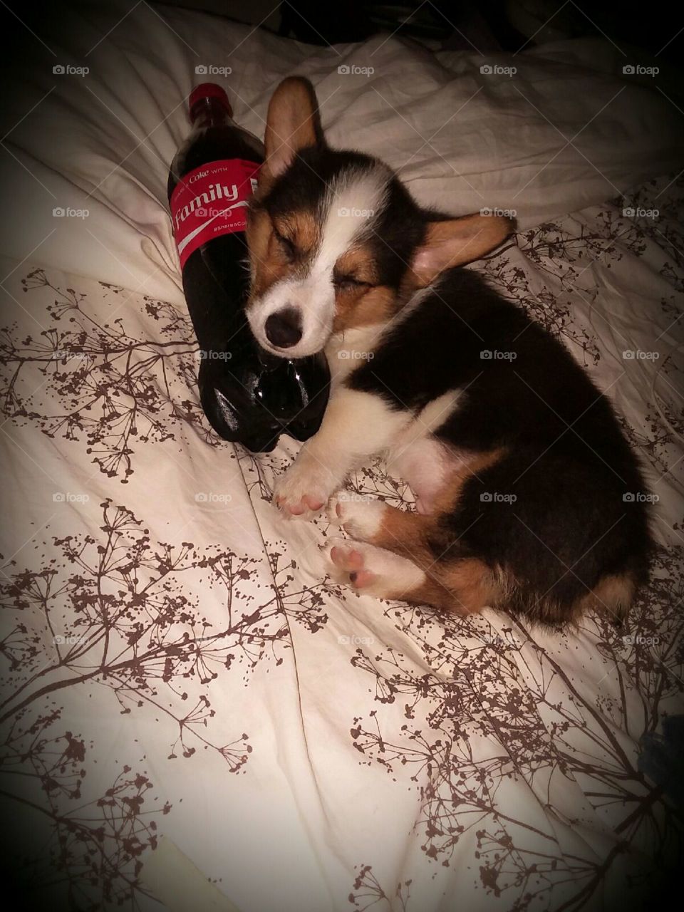 It gets hot out there for little corgis. Sawyer loves to cool off with an ice cold Coca Cola.