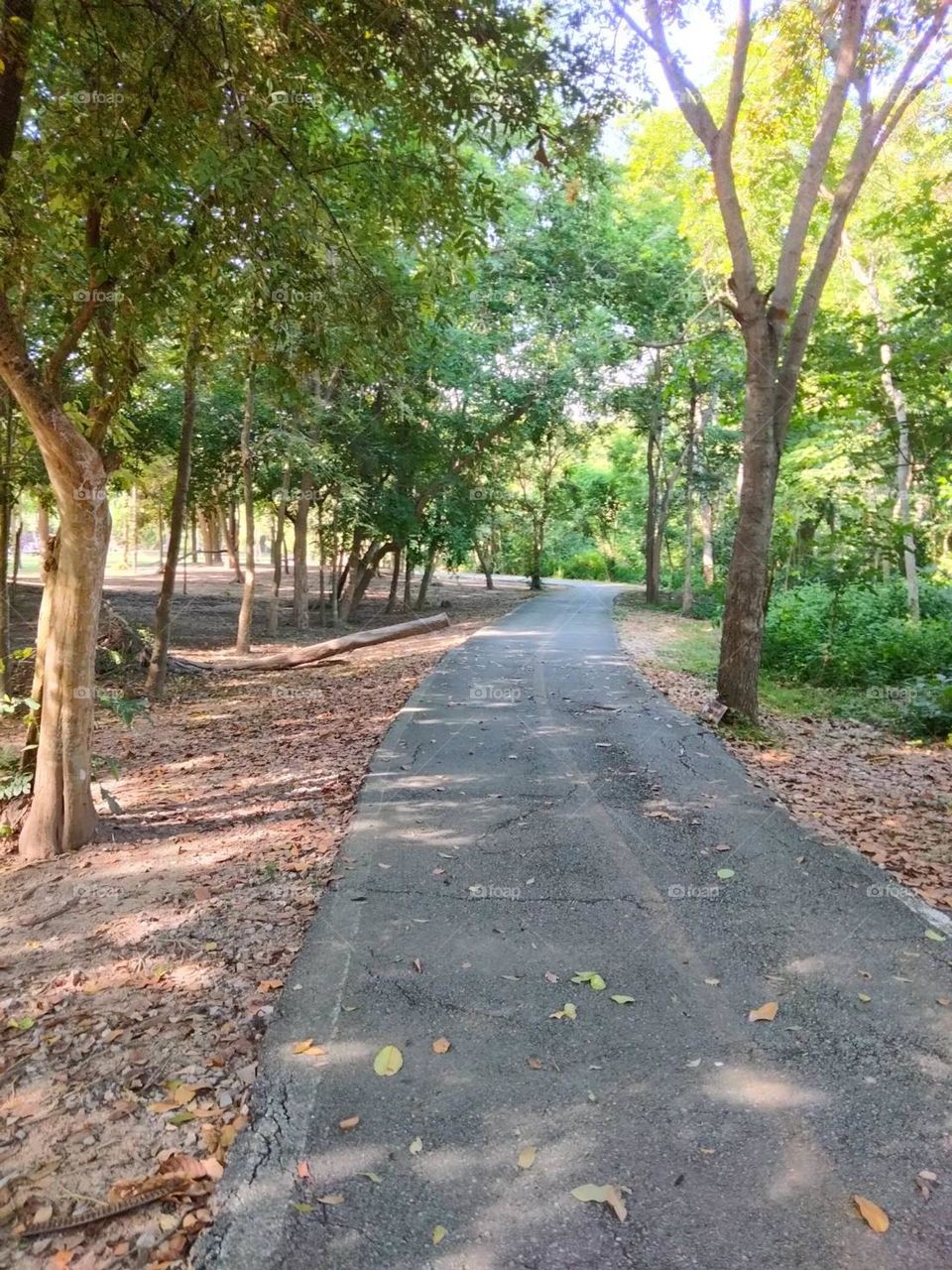 Path in the forest park