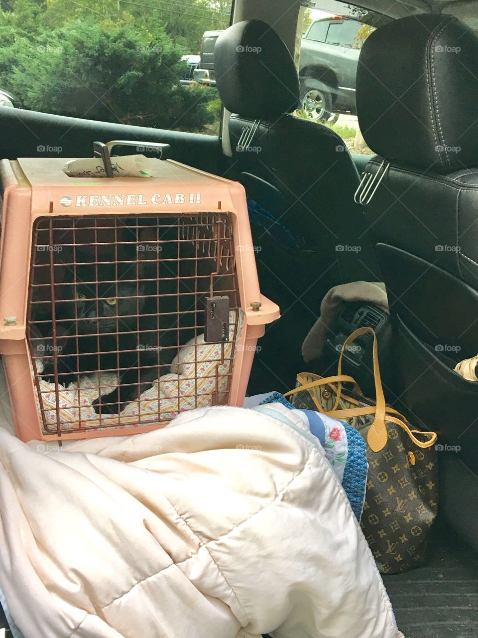 Going to the Vets, time to get cat with carrier out of car. Black cat in pink carrier, back seat of car.