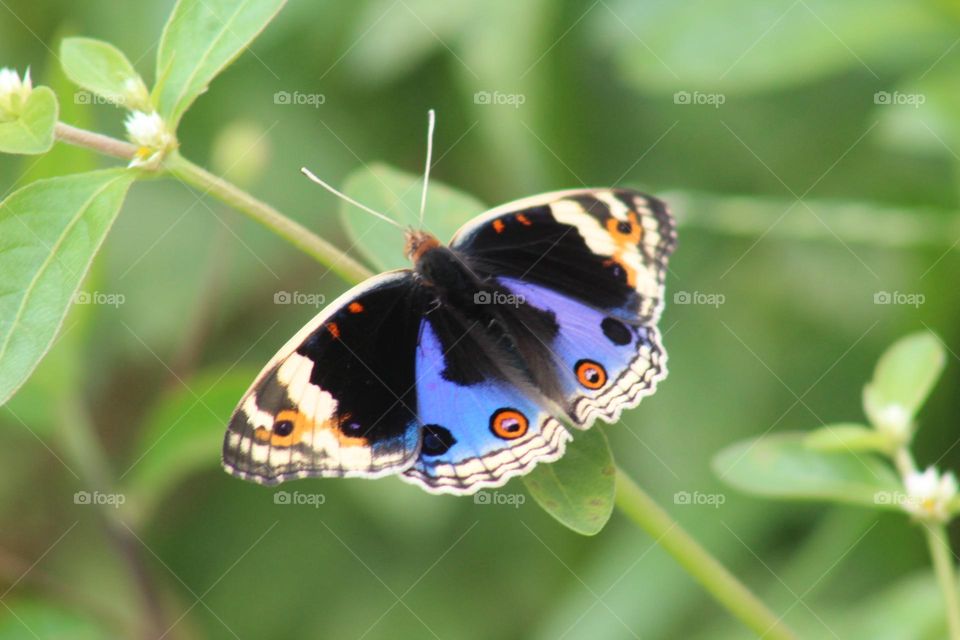 beautiful butterfly close up
