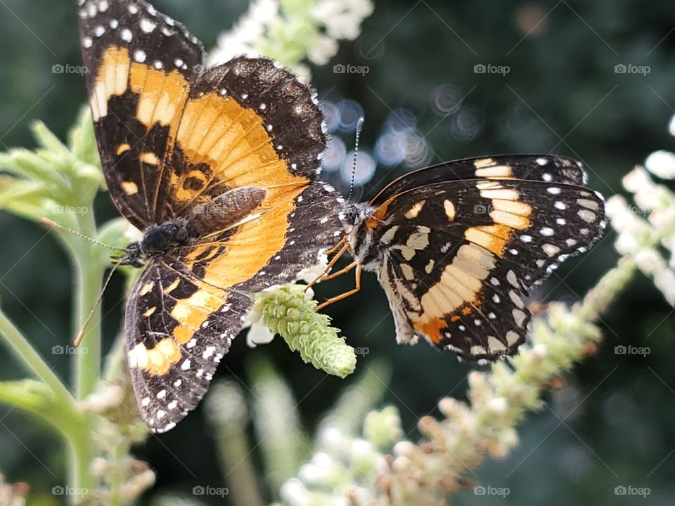 Two beautiful border patch butterflies engaging in mating rituals on a sweet almond verbena flower cluster. Chlosyne lacinia, also known as the sunflower patch butterfly, is a North & South American butterfly in the family Nymphalidae.