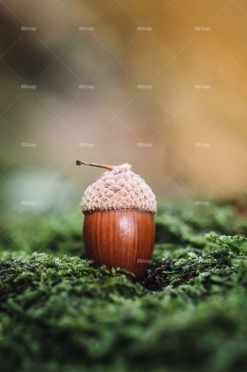 Closeup or macro of an acorn in moss