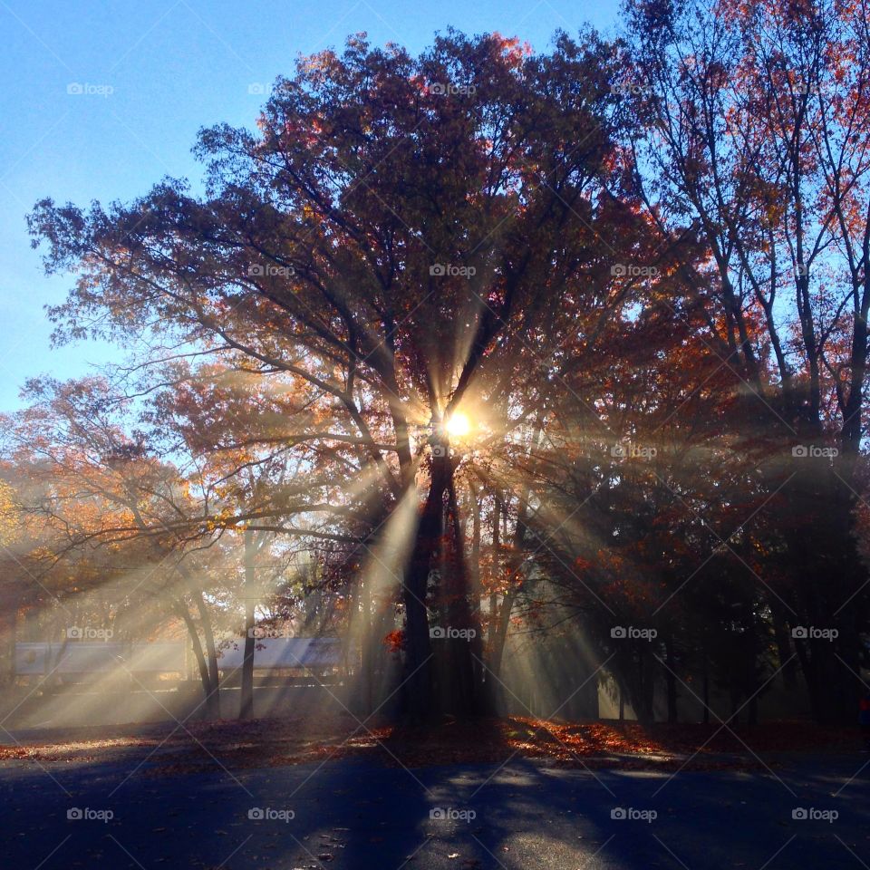 Early Fog in New Jersey