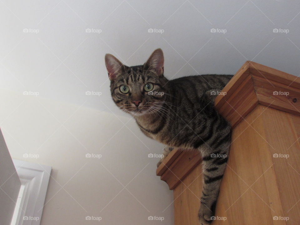 Cat on bookcase