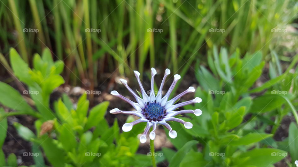 floral design