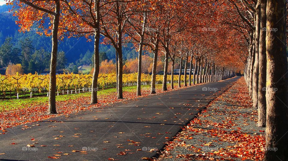Colorful autumn country lane leads to estate vineyard in Napa Valley, California. 