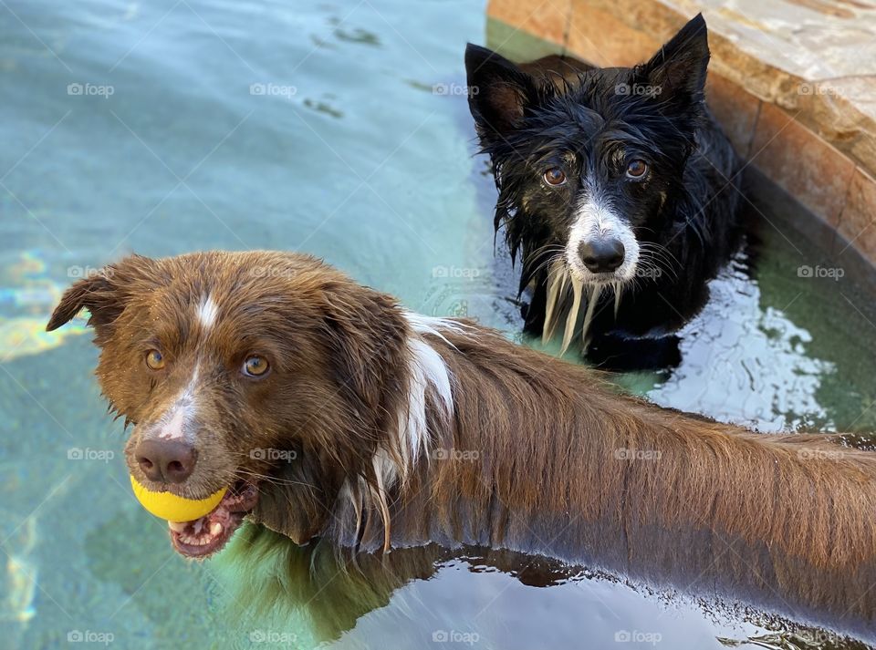 Two border collies standing in a swimming pool