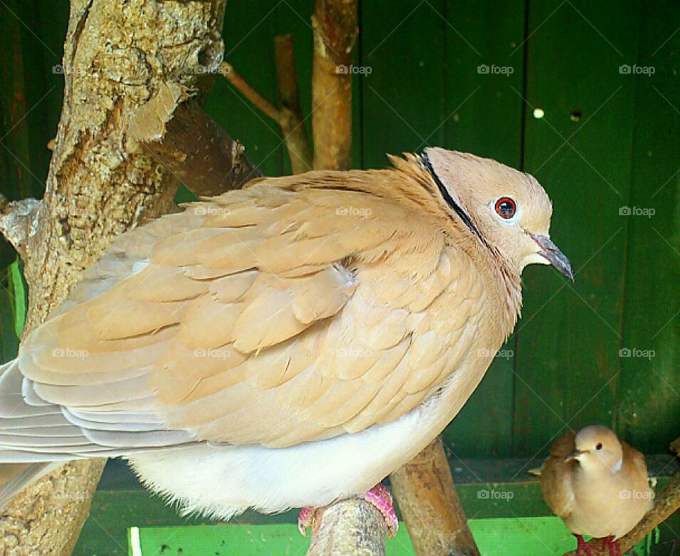 dove. birds 