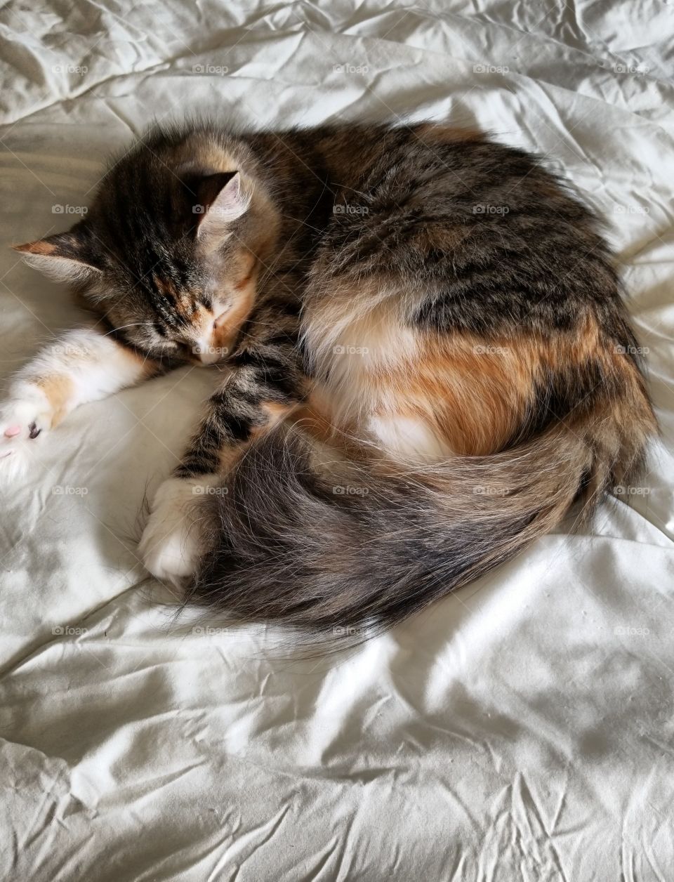 Sleeping Calico cat
