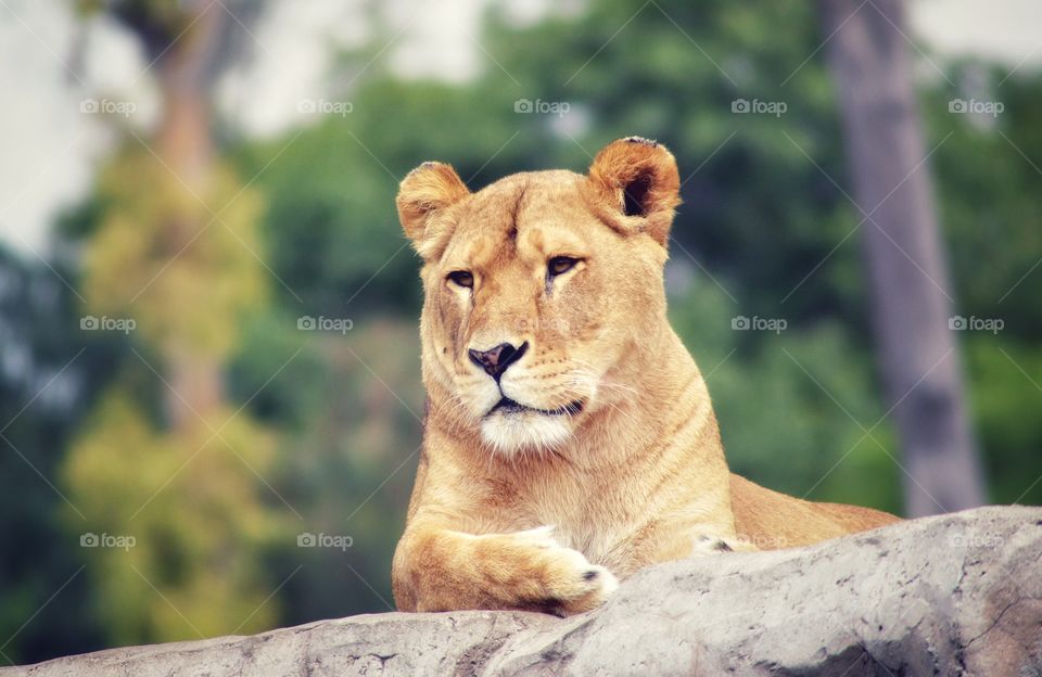 Lioness