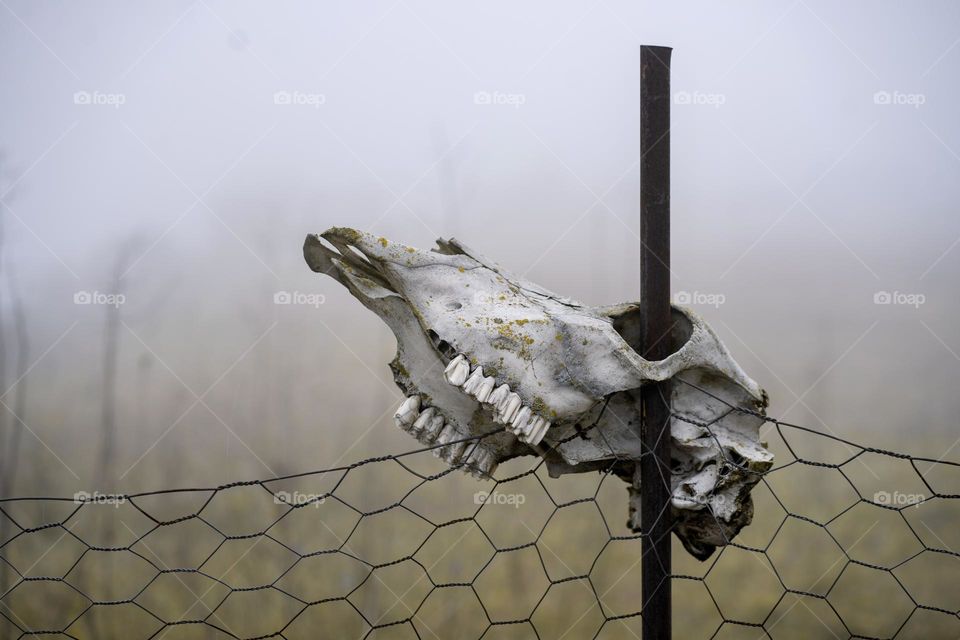 Animal scull on fences