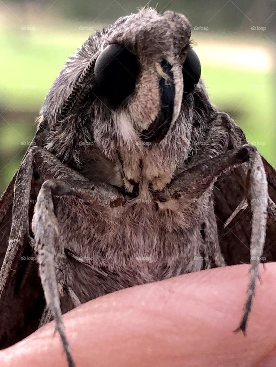 I managed to get him to sit on my finger for a closeup! Beautiful creature!! Amazing eyes!