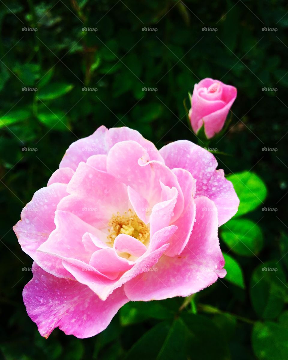 The beautiful light pink roses