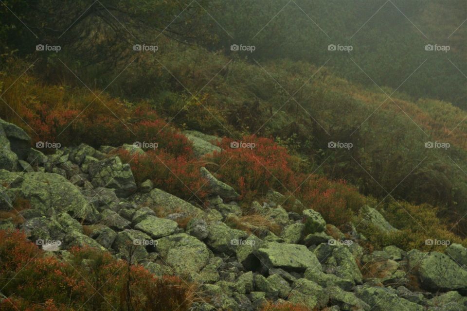 Misty colourful autumn view in the miuntains