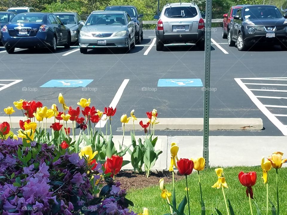 View from waiting room looking towards parking lot. Empty handicapped parking spots. Tulips in full bloom.