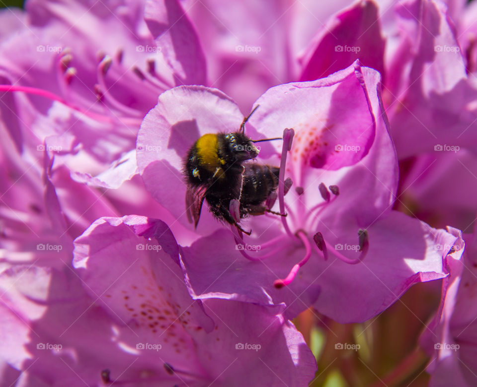 Busy bee in the summer sunshine 