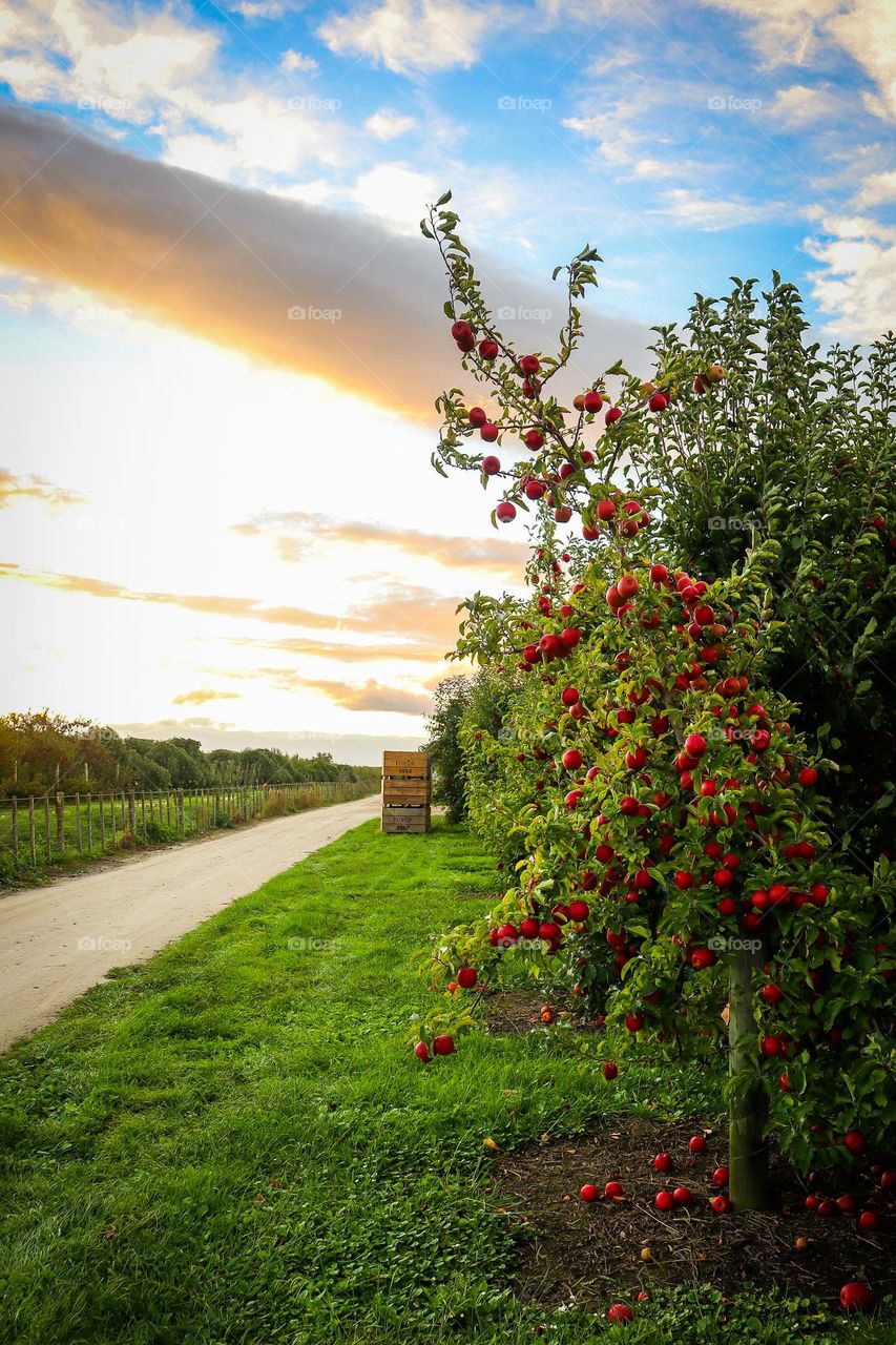 Apple farm