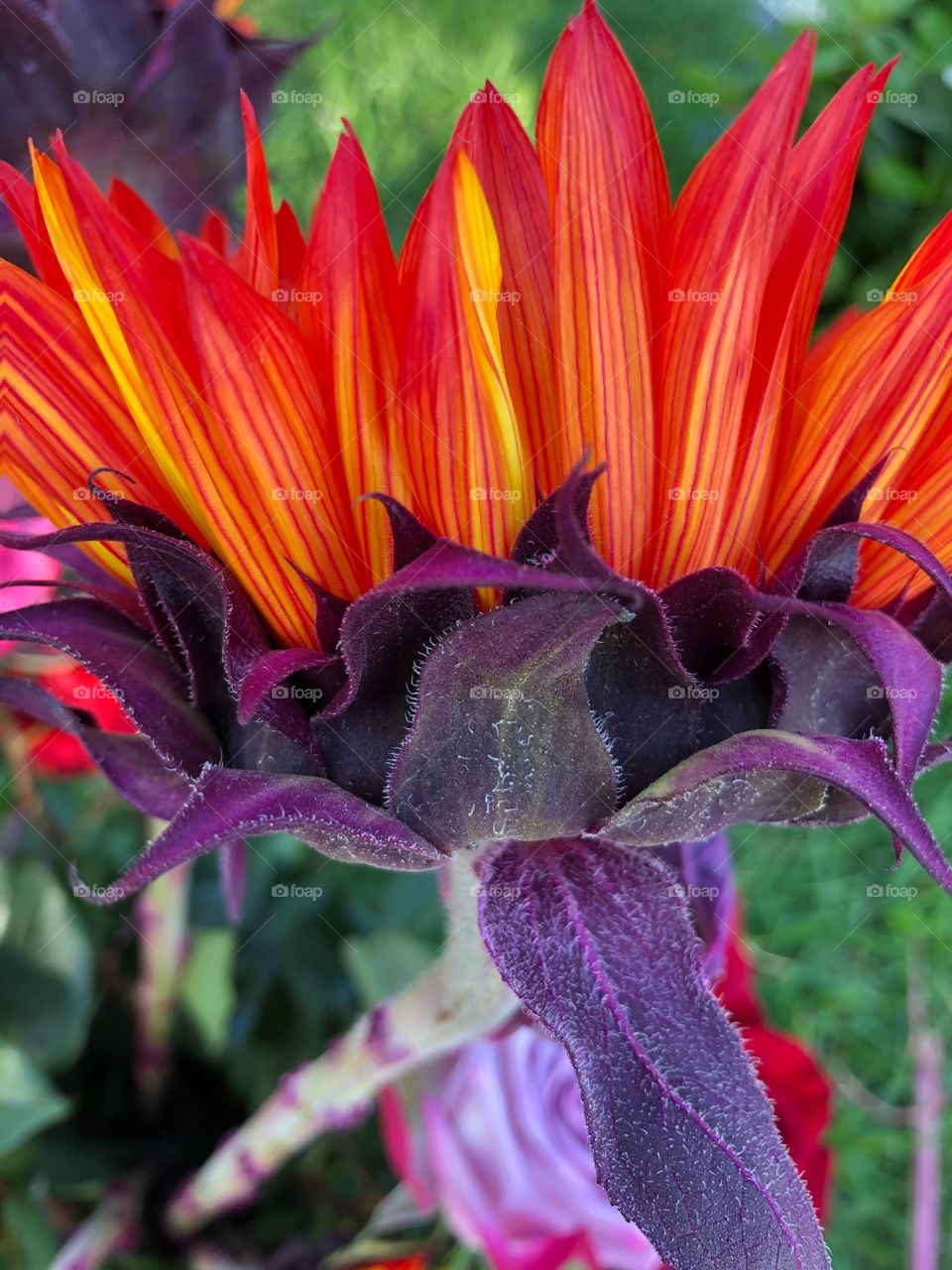 View from behind a sunflower