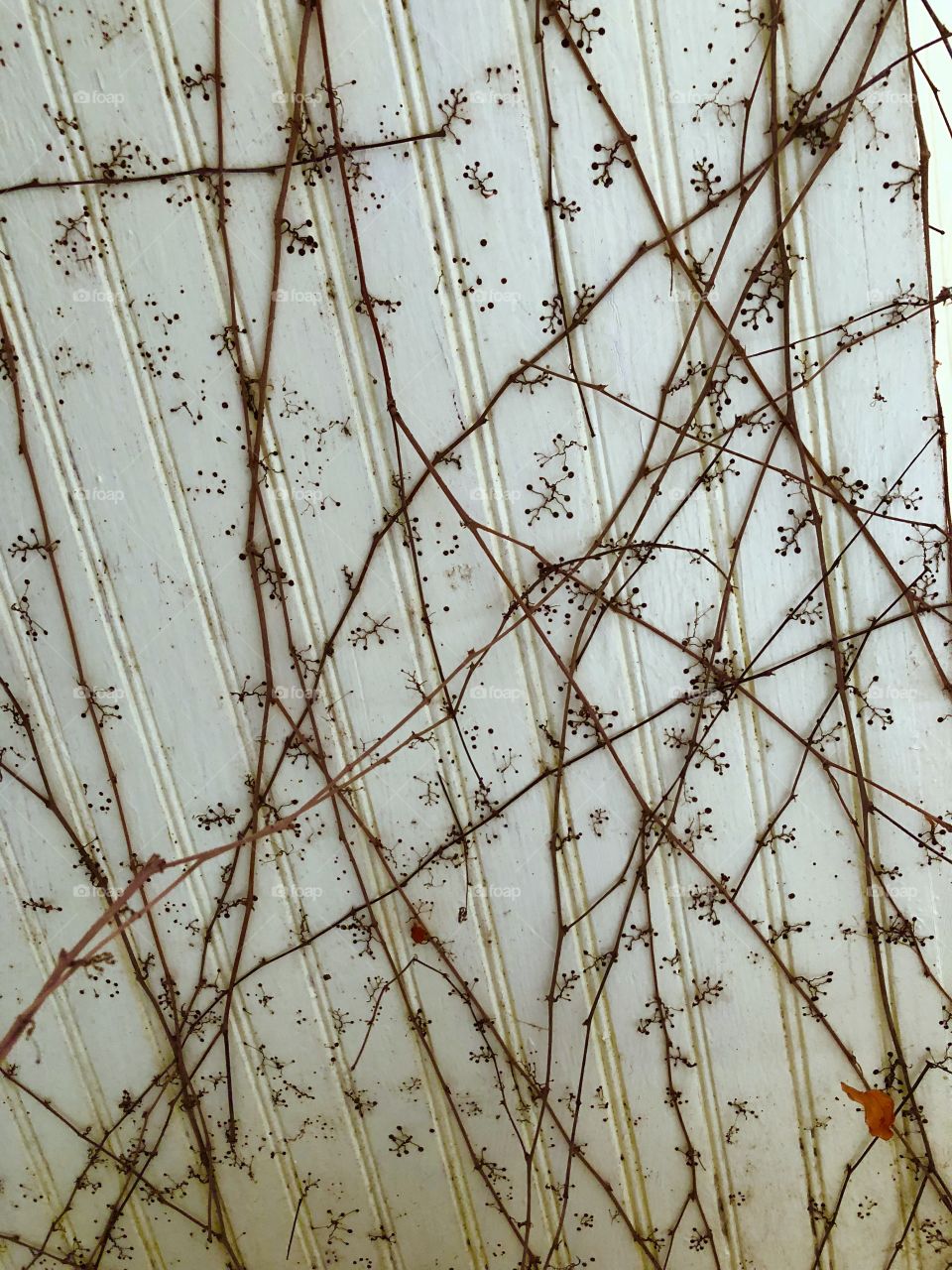 Old ivy attached on an 1800’s home