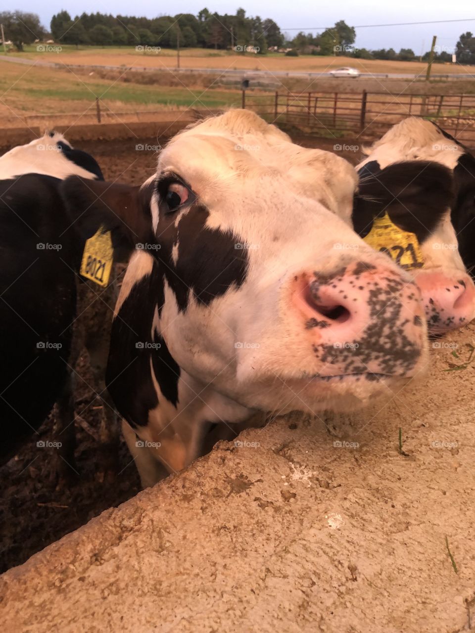 Dairy cows closeup 