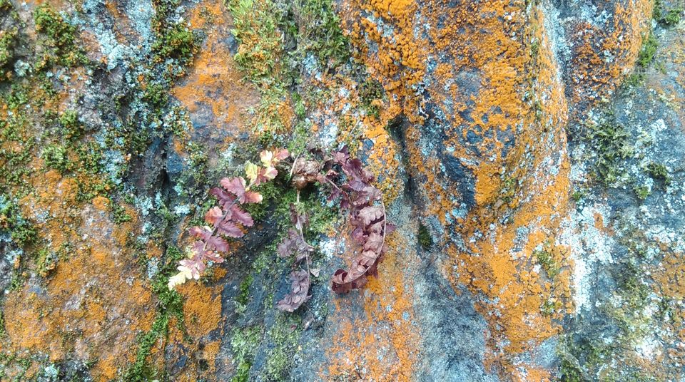 Natural colour palette