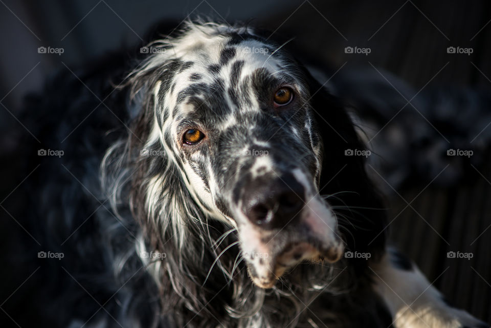 English Setter dog