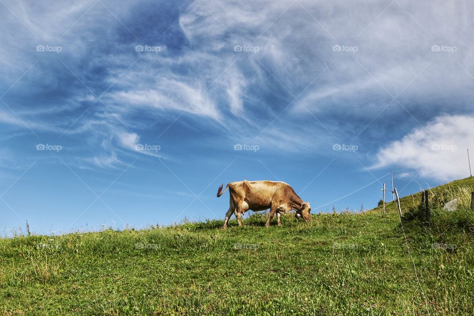 Cow grazing on a hill peak 