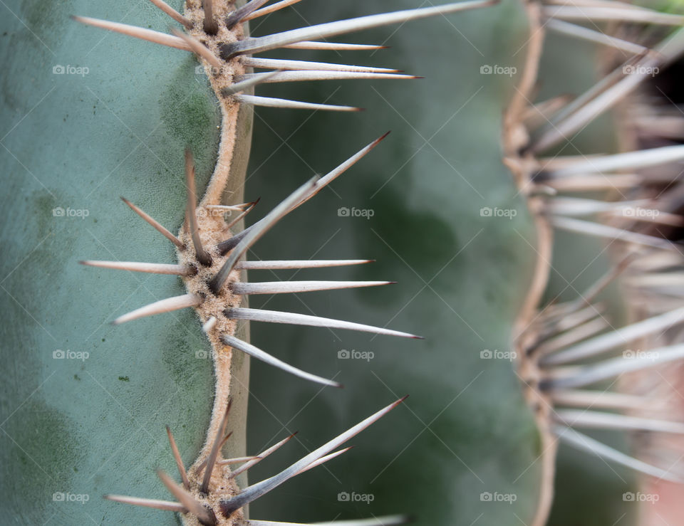 Gerente cactus macro